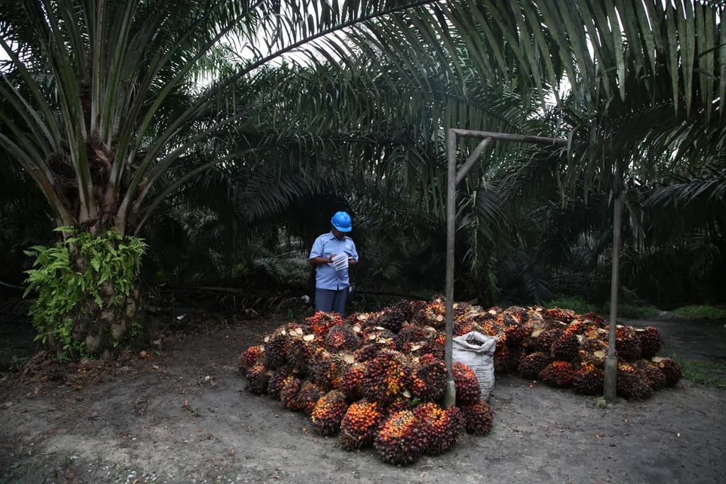 ISPO Wajib Nasional & Diperbarui: Panggung Baru Auditor Sawit Profesional